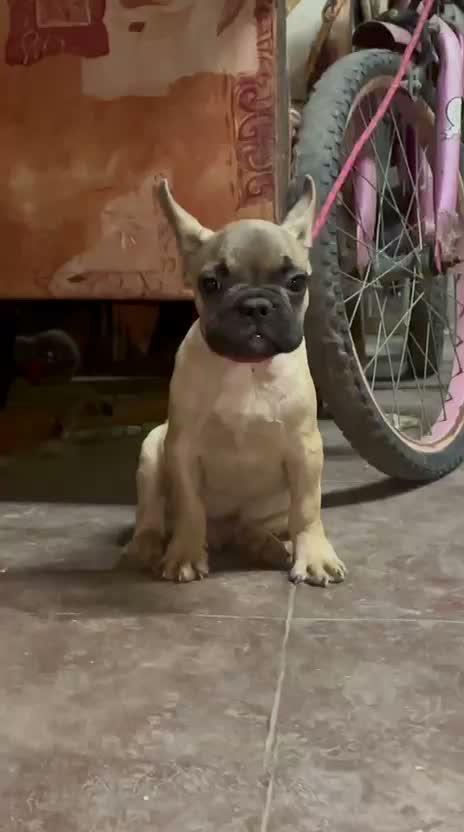 French Bulldog Puppy | White, farm video