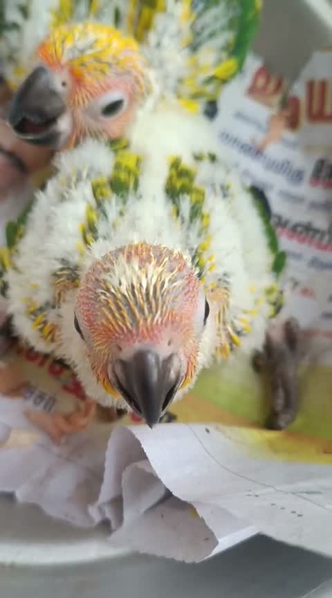 Sun Cheek Conure, farm video