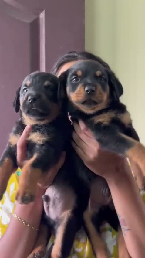 Rottweiler Puppy, farm video