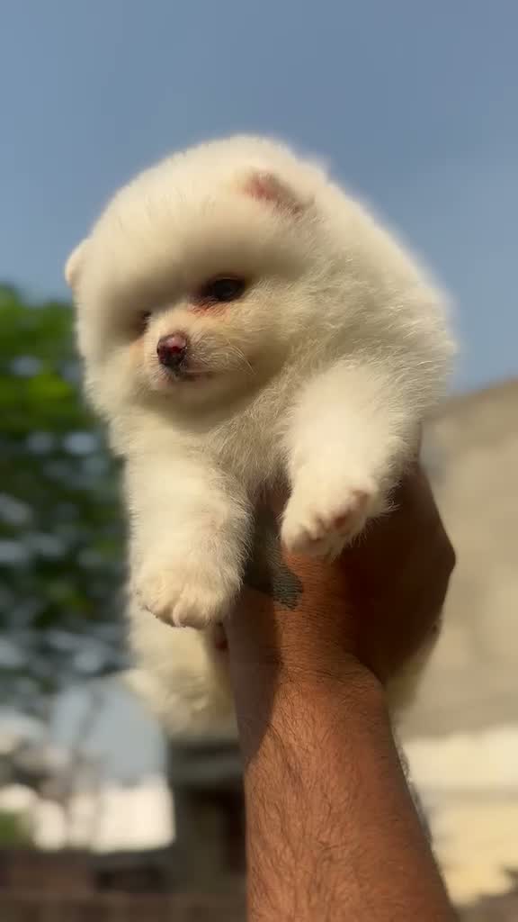 Pomeranian Puppy, farm video