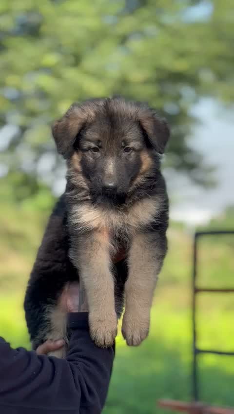 German Shepherd Puppy, farm video