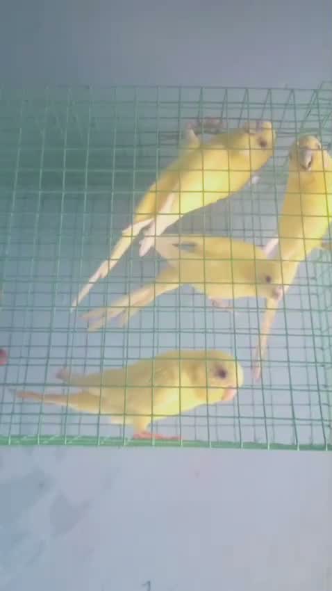 African Love Birds, farm video