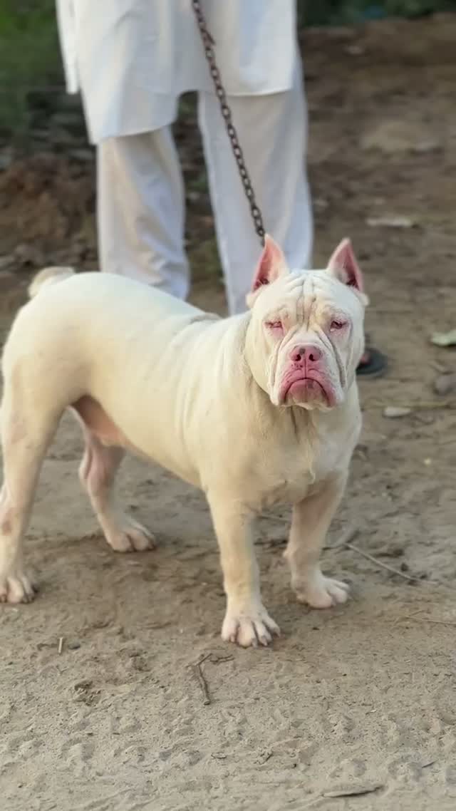 American Bully Pocket Size Puppy, farm video