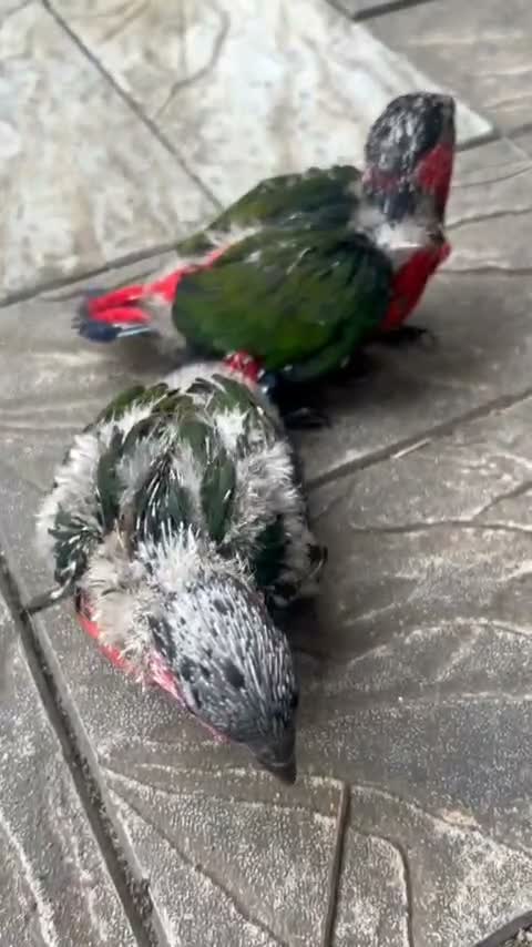 Black Capped Conure, farm video