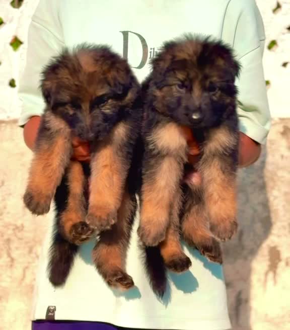 German Shepherd Puppy, farm video
