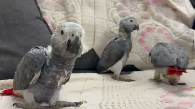 African Grey Parrot, farm video