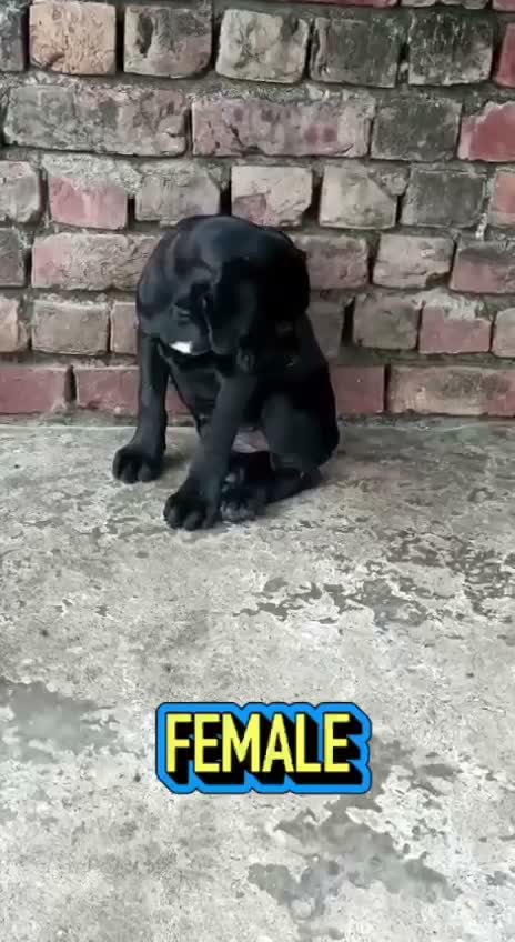 Dachshund Puppy | Brown, farm video