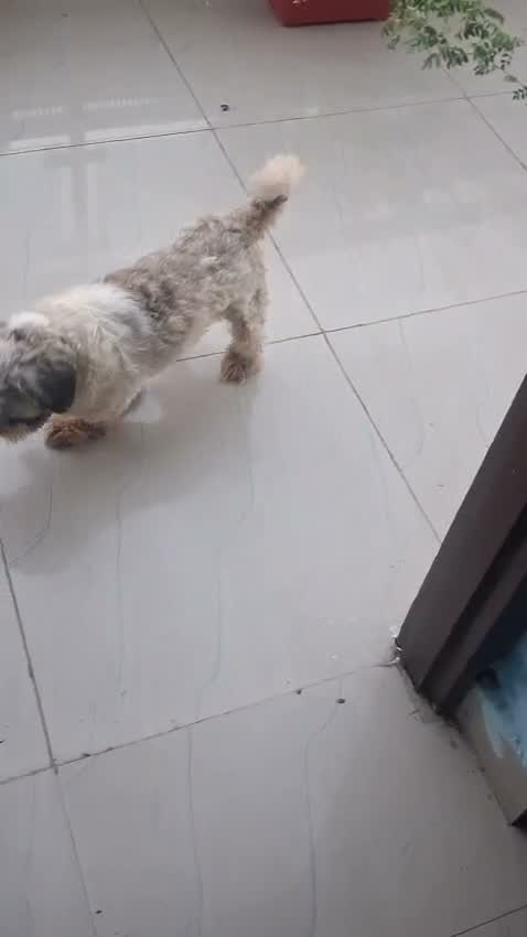 Shih Tzu | Black Color, farm video