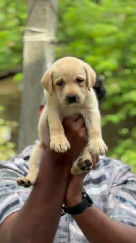 Dachshund Puppy, farm video