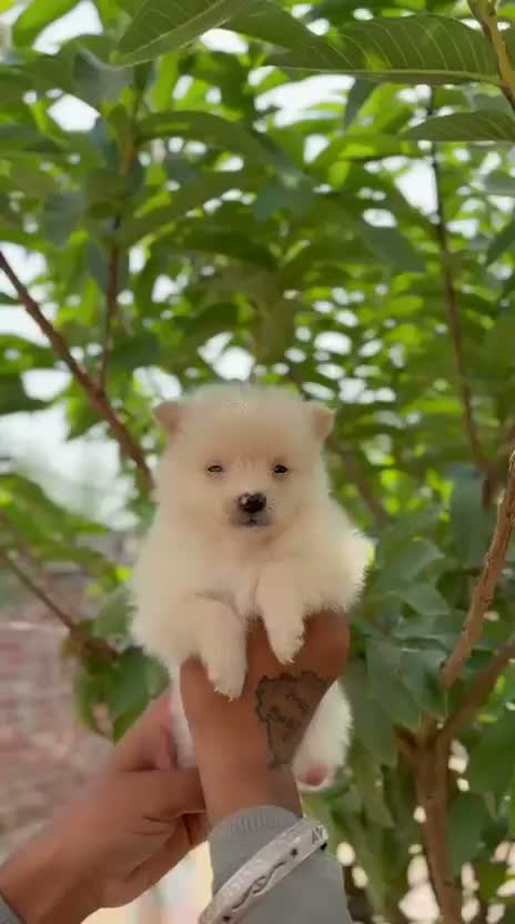 Pomeranian Puppy, farm video