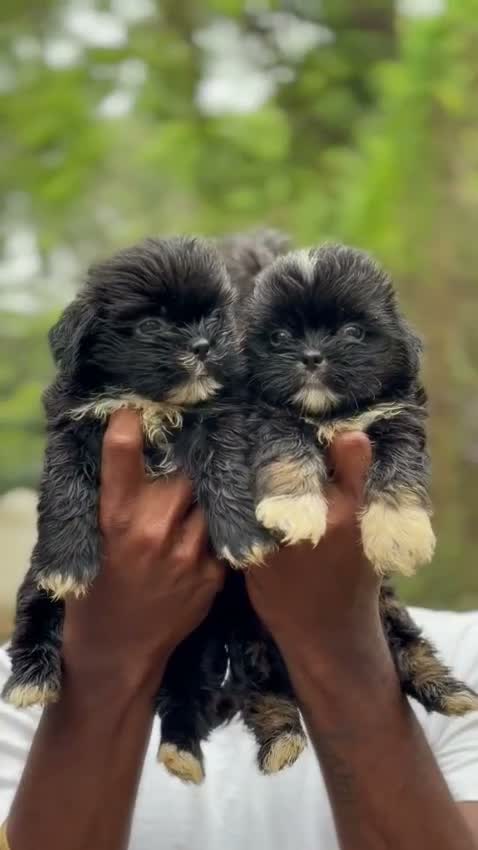 Shih Tzu | Black Color, farm video