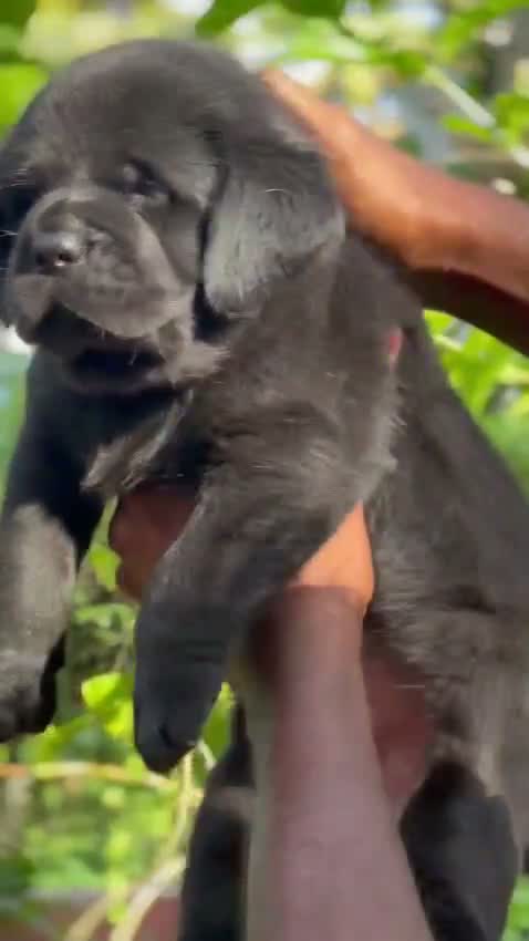 Dachshund Puppy, farm video