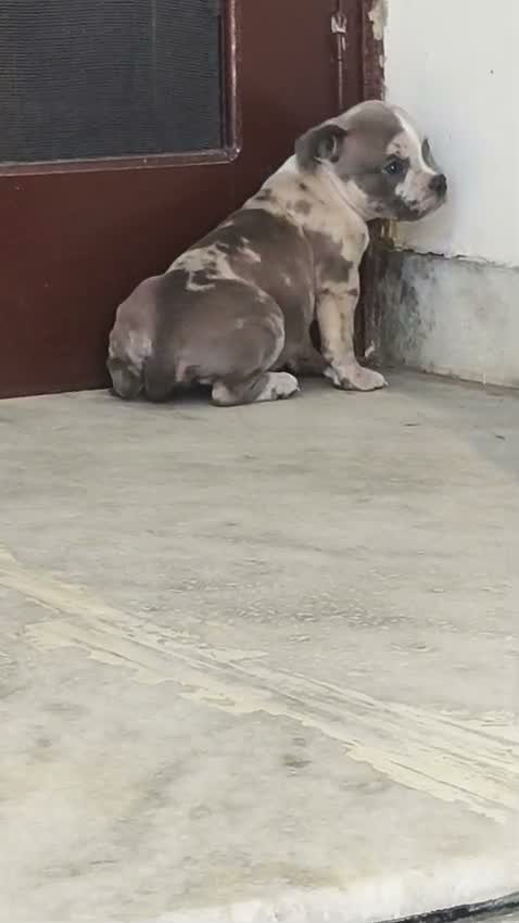 Dachshund Puppy, farm video