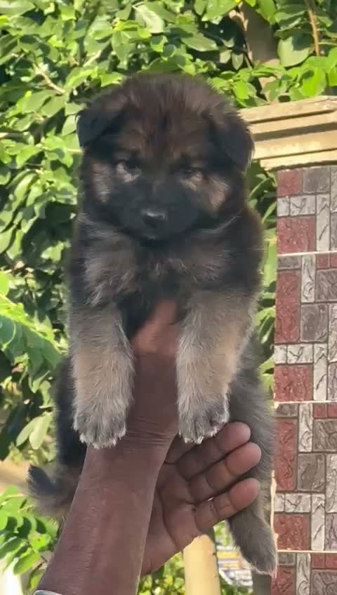 German Shepherd Puppy, farm video
