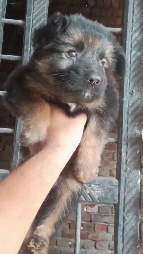 Dachshund Puppy, farm video