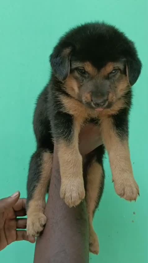 German Shepherd Puppy, farm video