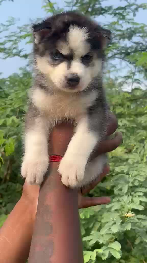 Siberian Husky Puppy | Black & White Color, farm video