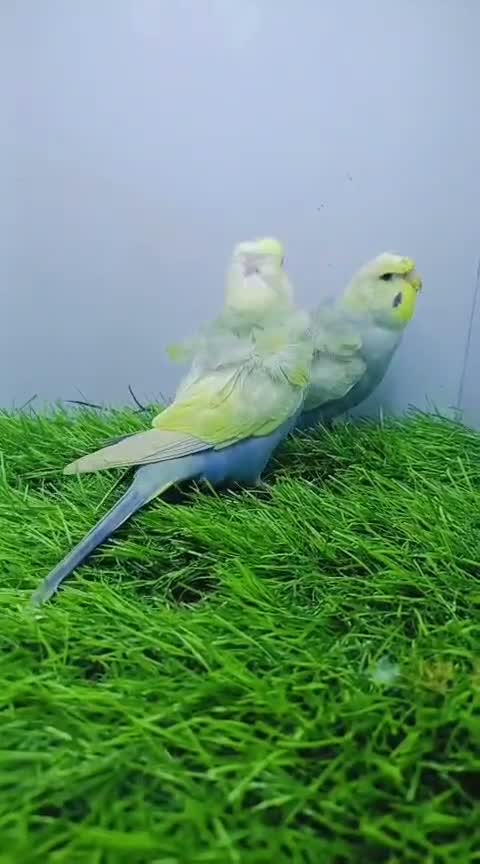 Hogoromo Budgies, farm video