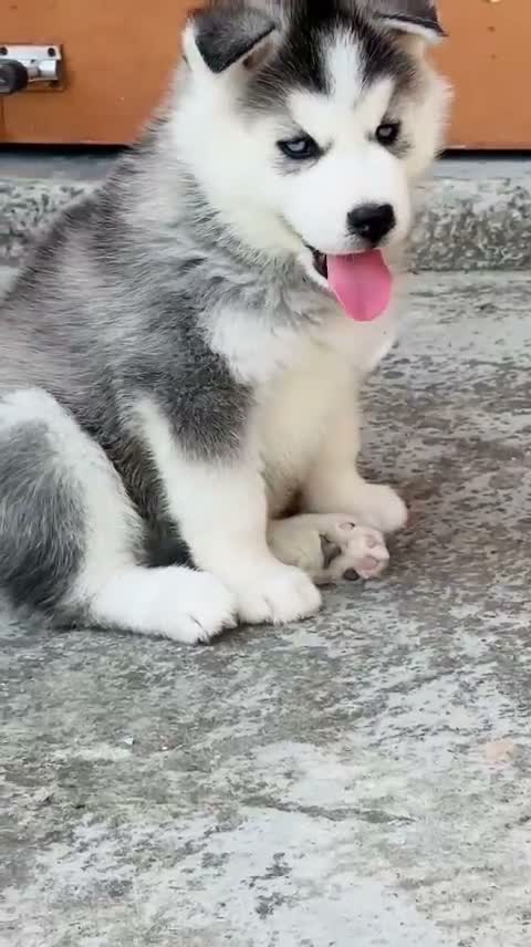 Siberian Husky Puppy | Black & White Color, farm video