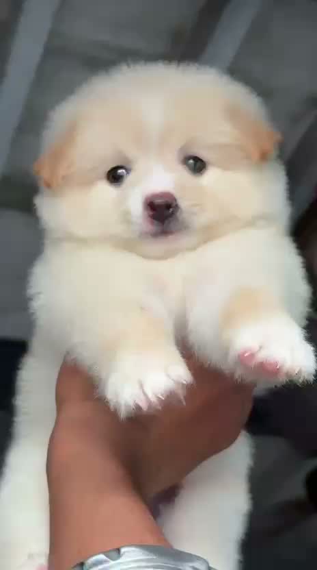 Toy Poodle Puppy, farm video