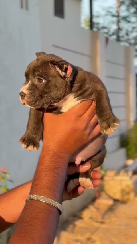 American Bully XXL Size Puppy, farm video
