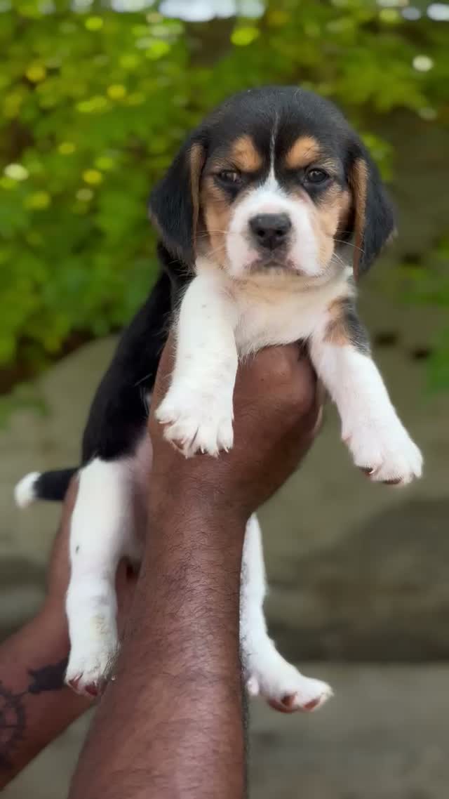 Beagle Black & Tan Puppy, farm video