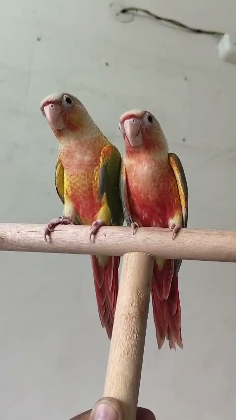 Pineapple Headed Conure, farm video