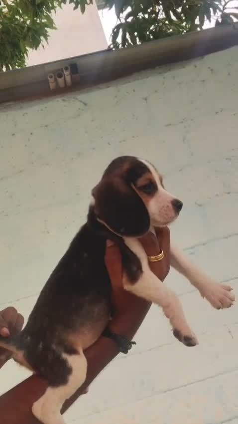 Dachshund Puppy, farm video