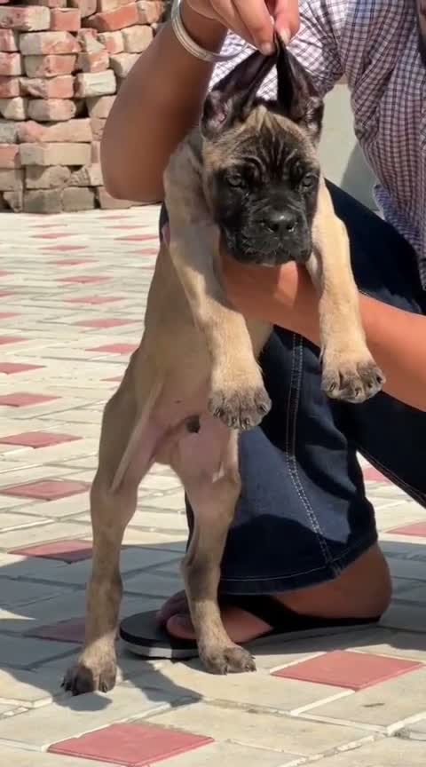 Cane Corso Puppy, farm video