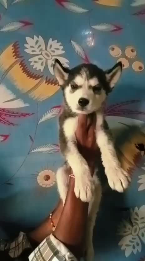 Siberian Husky Puppy | Black & White Color, farm video