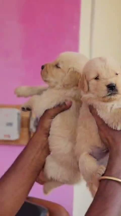 Golden Retriever, farm video