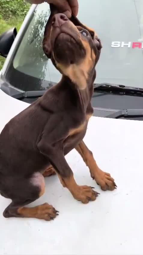 Dachshund Puppy, farm video