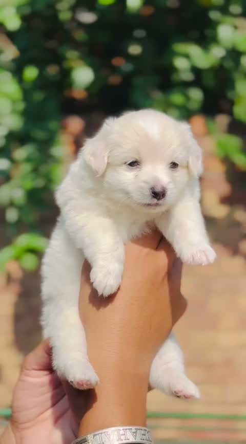 Culture Pom Puppy, farm video
