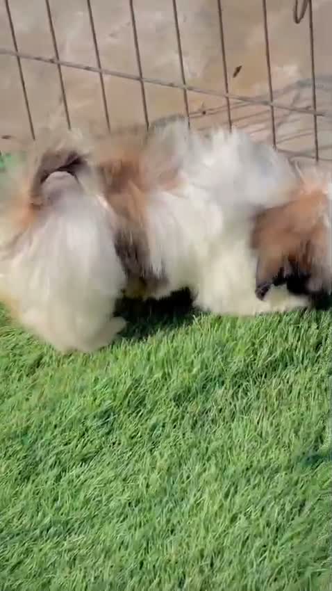 Shih Tzu | Black Color, farm video