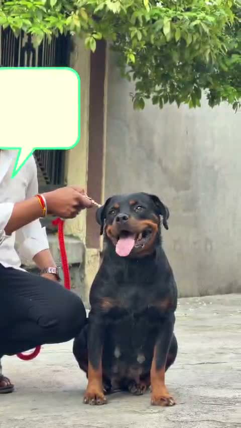 Dachshund Puppy, farm video