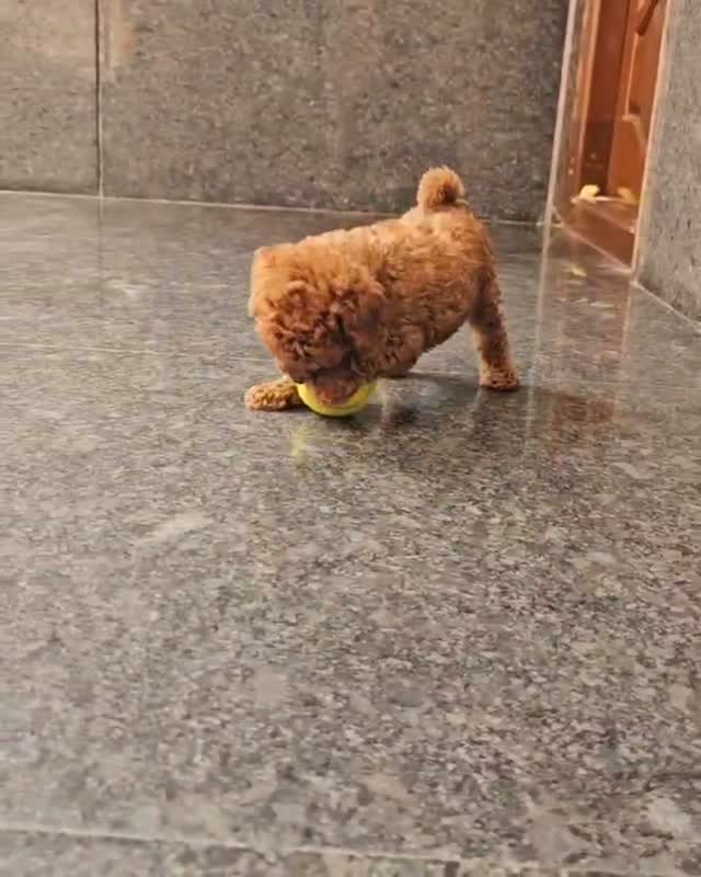 Standard Poodle Puppy, farm video
