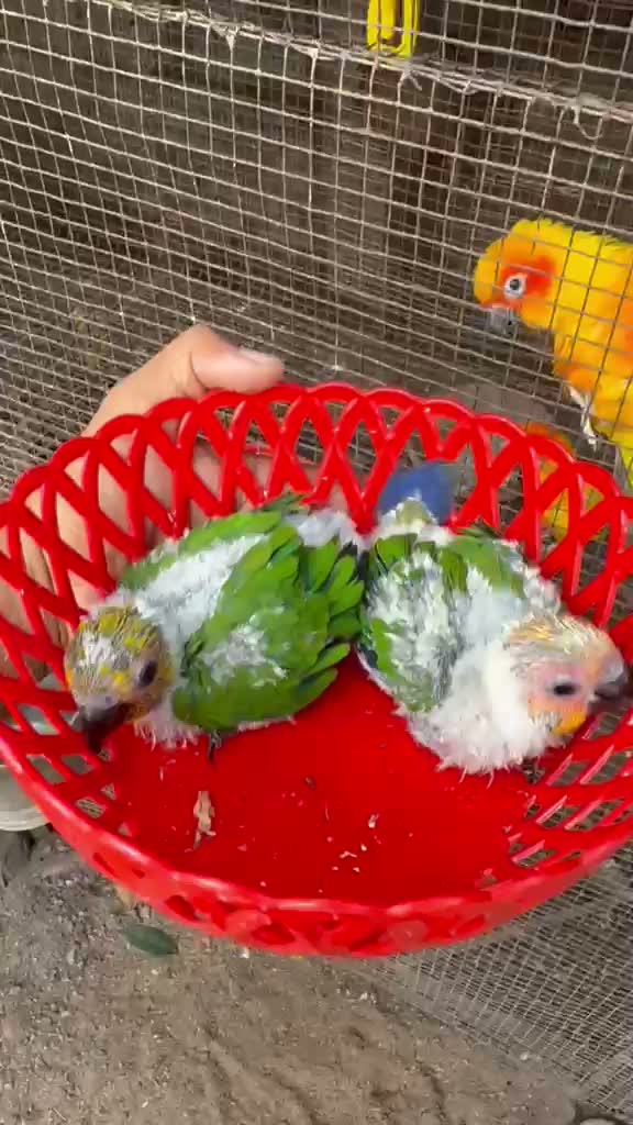 Sun Conure, farm video