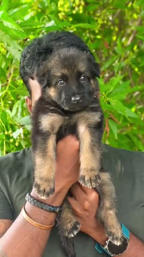 German Shepherd Puppy, farm video