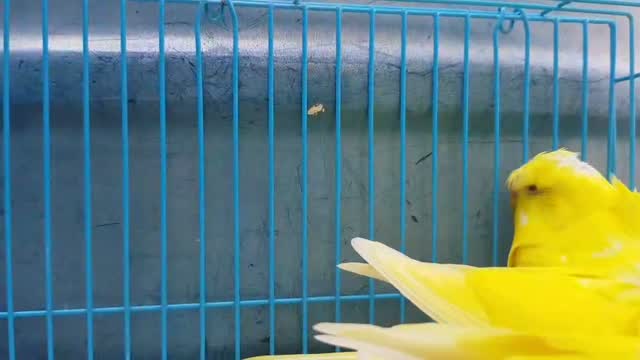 Hogoromo Budgies, farm video