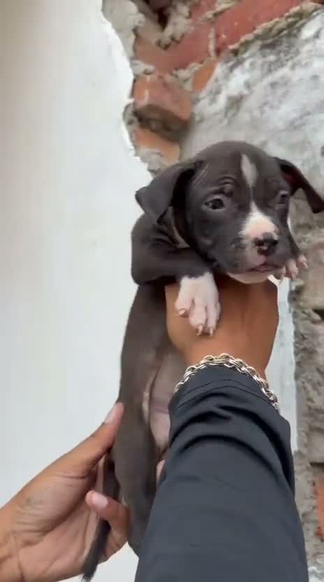 Pitbull Terrier Puppy, farm video