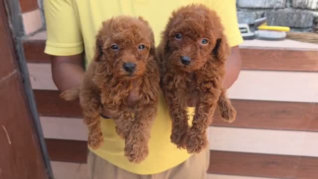 Toy Poodle Puppy, farm video