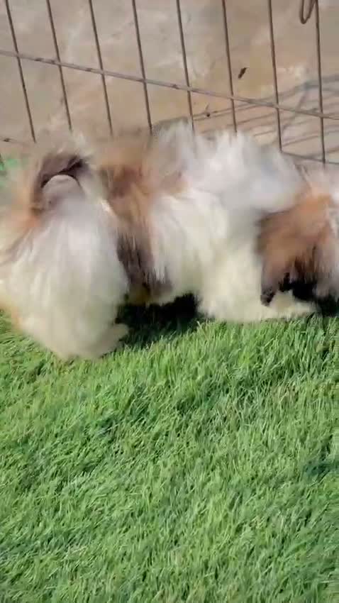 Shih Tzu | Black Color, farm video