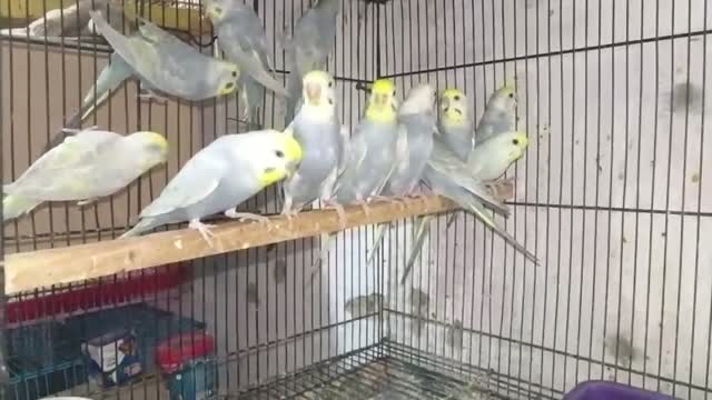 Budgies, farm video