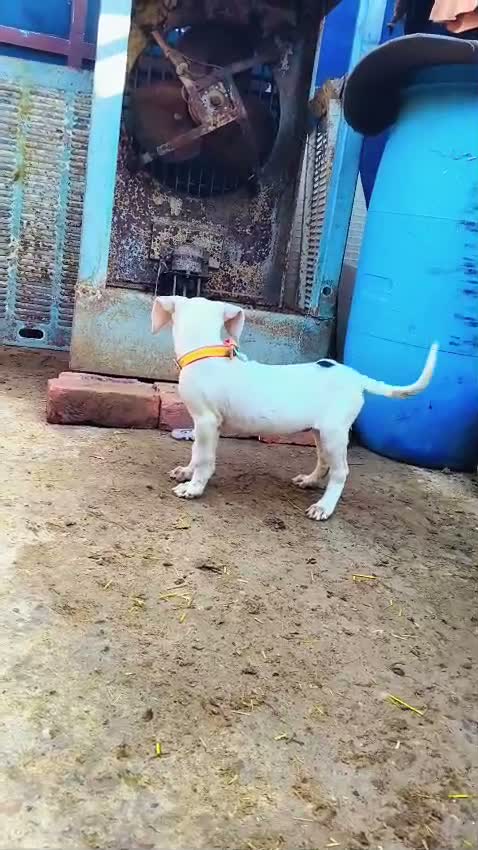 American Bully XXL Size Puppy, farm video