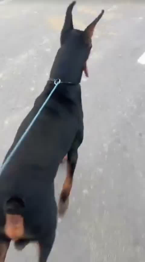 Doberman Pinscher Puppy, farm video