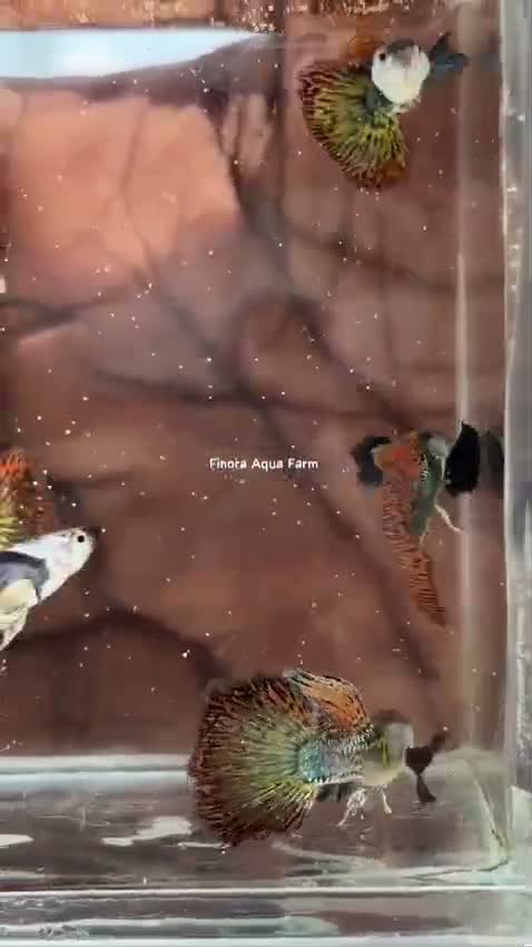Dumbo Rat, farm video
