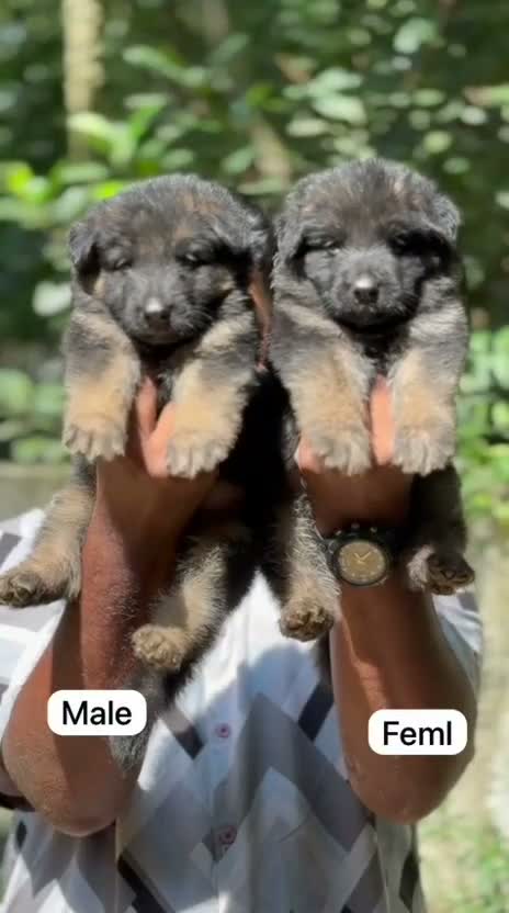 German Shepherd Puppy, farm video