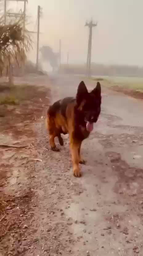 German Shepherd Puppy, farm video