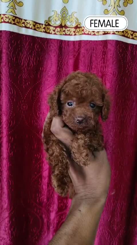 Standard Poodle Puppy, farm video