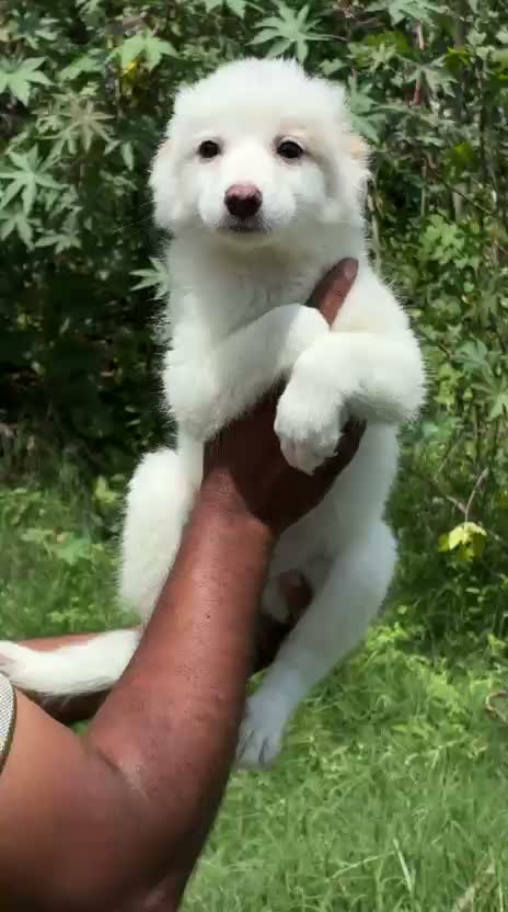Pomeranian Puppy, farm video